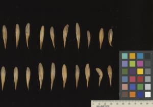 column SEED