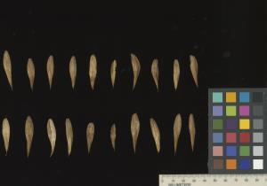 column SEED