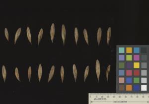 column SEED