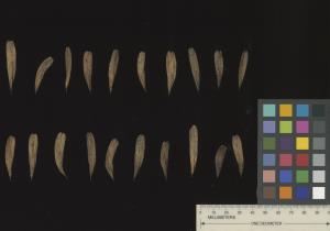 column SEED