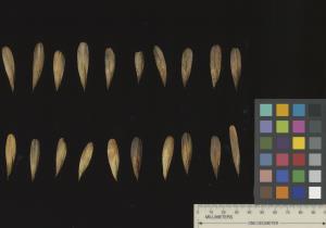 column SEED
