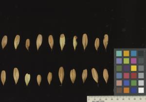 column SEED
