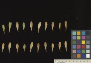 column SEED
