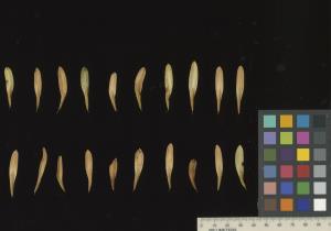 column SEED