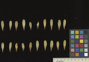 column SEED