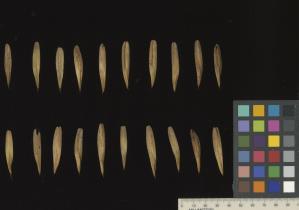 column SEED