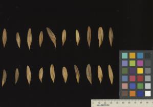 column SEED