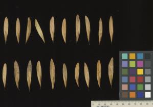 column SEED