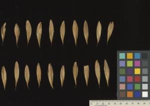 column SEED