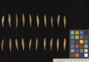 column SEED