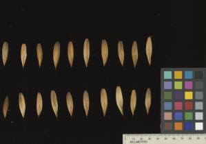 column SEED