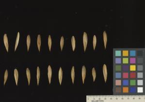 column SEED