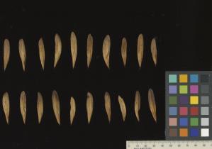 column SEED