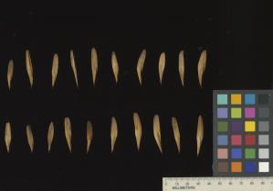 column SEED