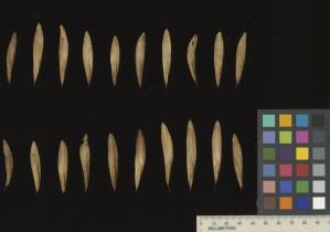 column SEED