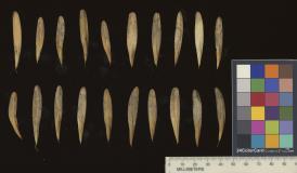 column SEED