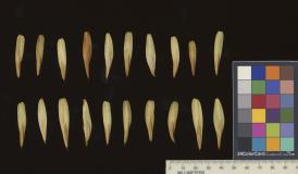 column SEED