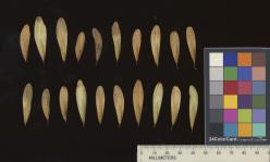 column SEED