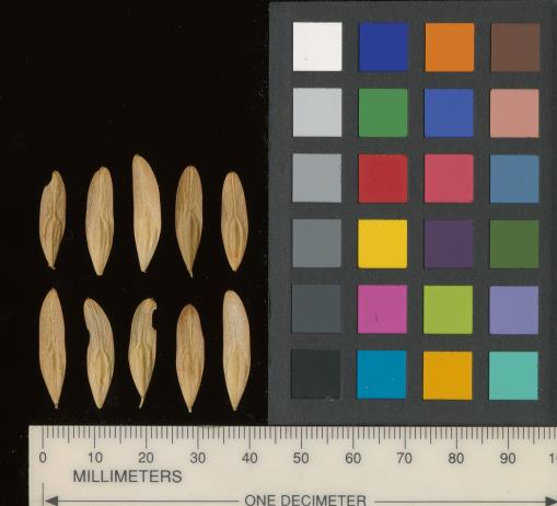 Click for 29 image(s) for this accession. SEED