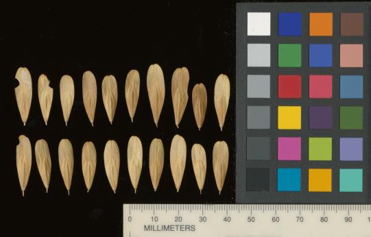 column SEED
