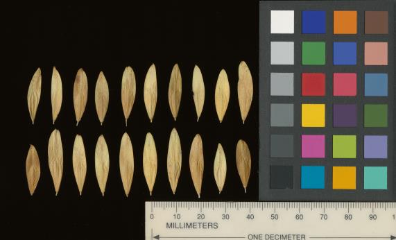 Click for 38 image(s) for this accession. SEED