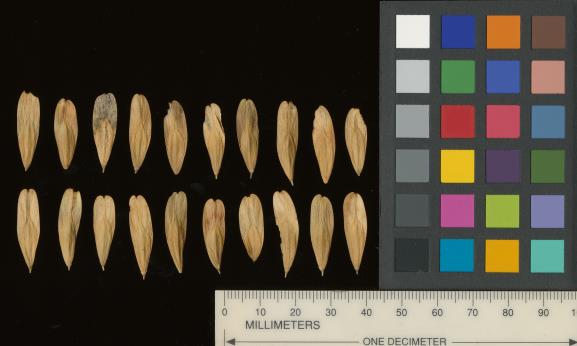 column SEED