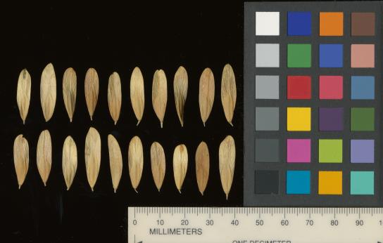 column SEED