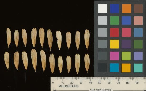 column SEED