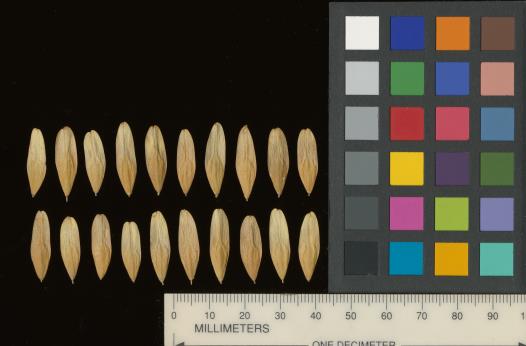 column SEED