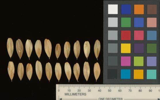 column SEED