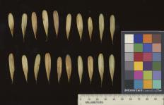column SEED