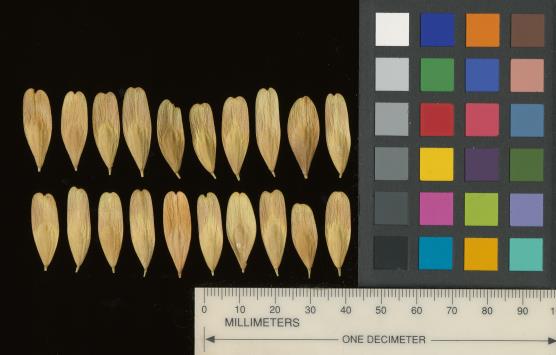 column SEED