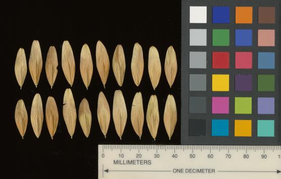 column SEED