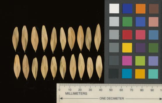column SEED