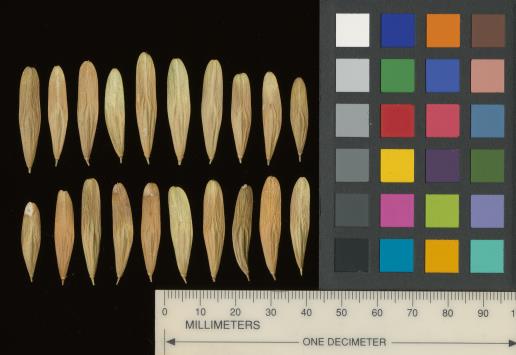 column SEED
