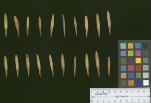 column SEED