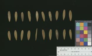 column SEED
