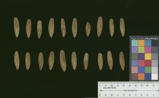column SEED