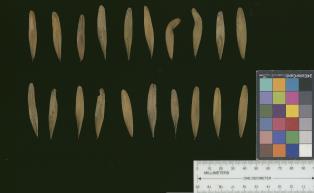 column SEED