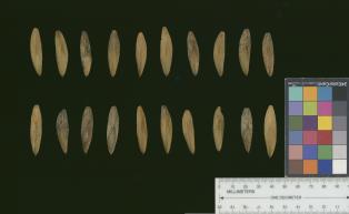 column SEED