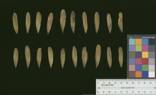 column SEED