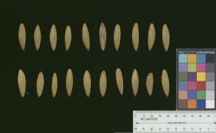 column SEED