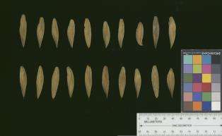 column SEED