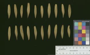 column SEED