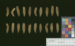 column SEED