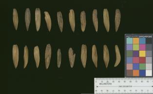 column SEED