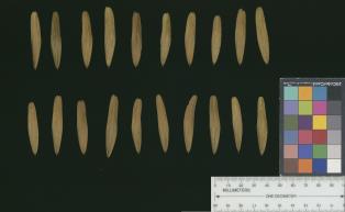 column SEED