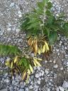column FRUIT