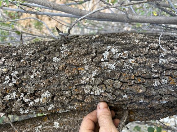 column BARK