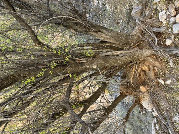 column BARK